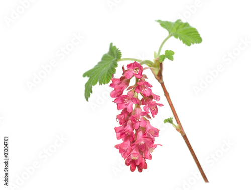 Ribes sanguineum