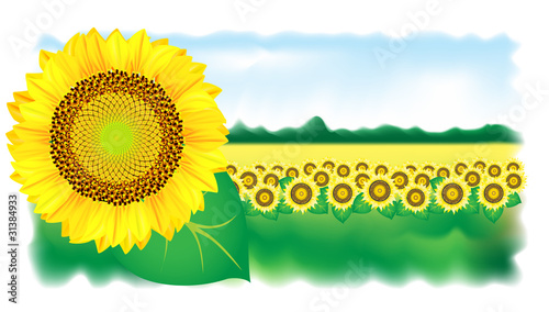 Sunflower and field. Vector illustration.
