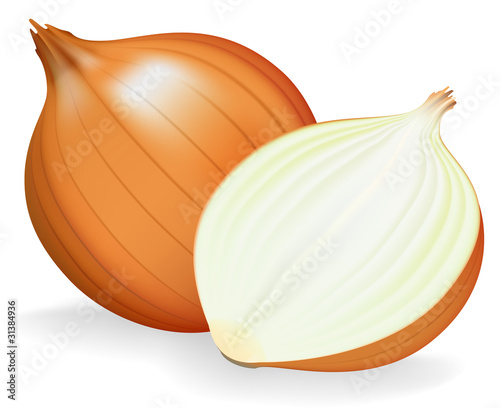 Golden onion whole and half. Vector illustration. photo