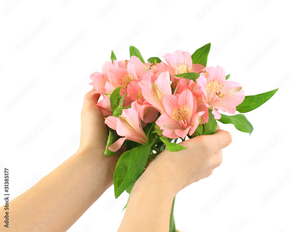 pink flowers lily isolated over white pink flowers lily isolated over white