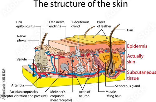 Skin cross section