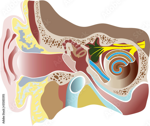 Ear