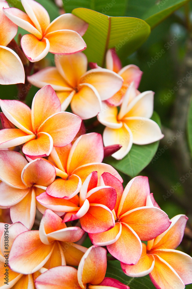 Plumeria flowers