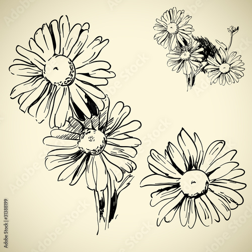 camomile, ink drawing