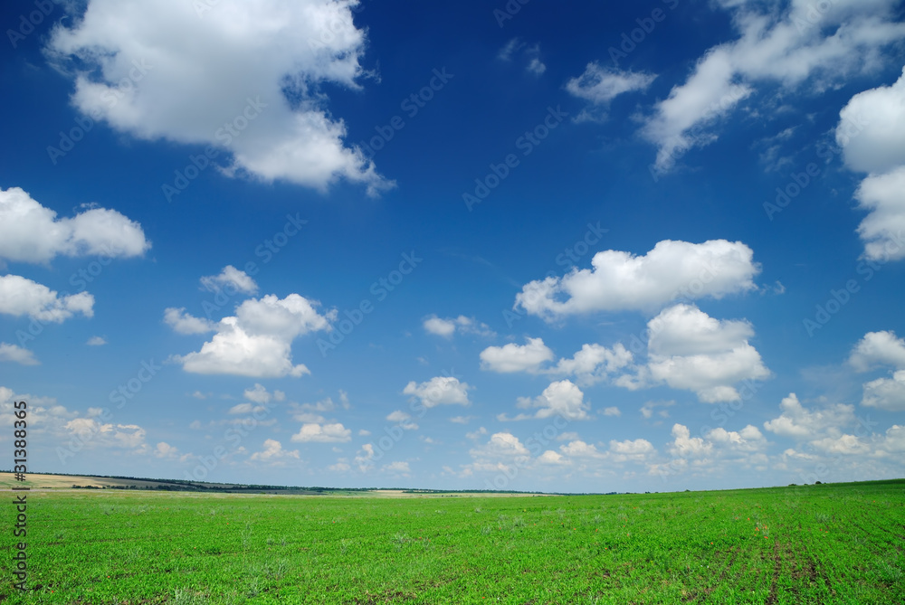 Summer landscape. Cloudy sky and field.
