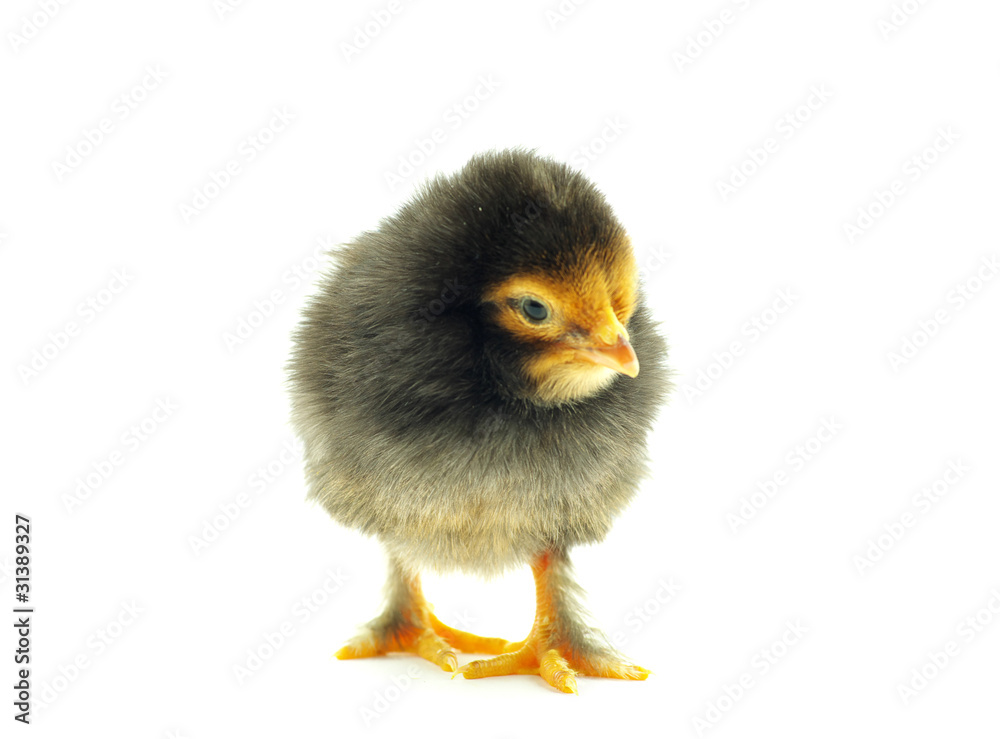 Obraz premium little chicken