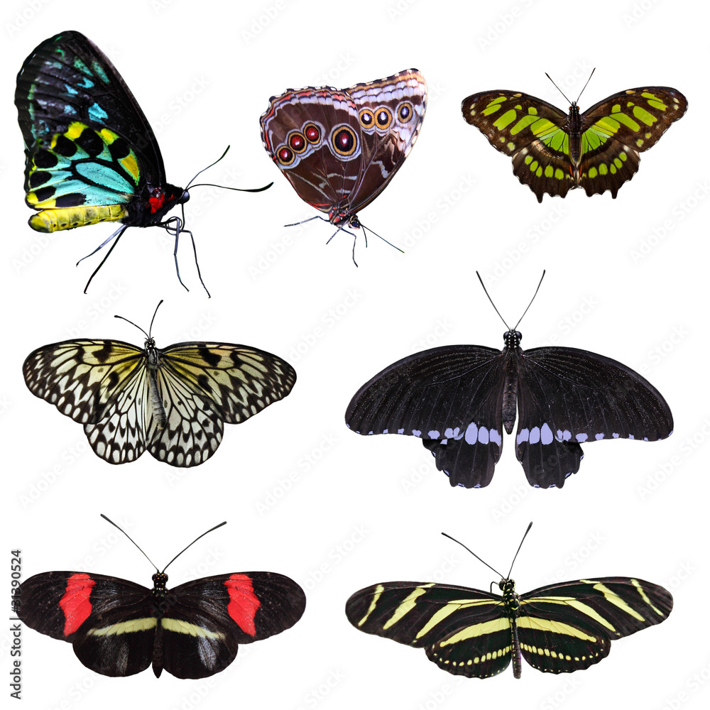 Obraz premium Set of Butterflies