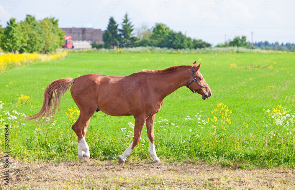 Bay horse on a meadow in a bright sunny day Bay horse on a meadow in a bright sunny day
