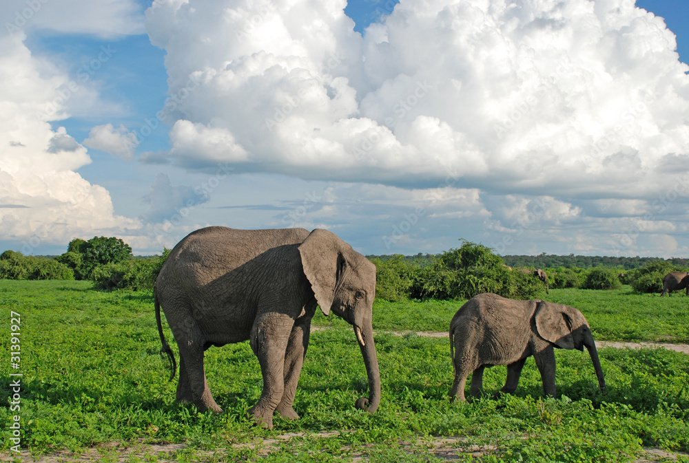 Mother and baby elephants in savannah(Zimbabwe) Mother and baby elephants in savannah(Zimbabwe)