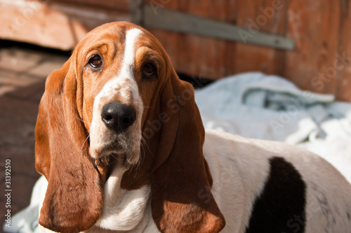 cute bassett hound