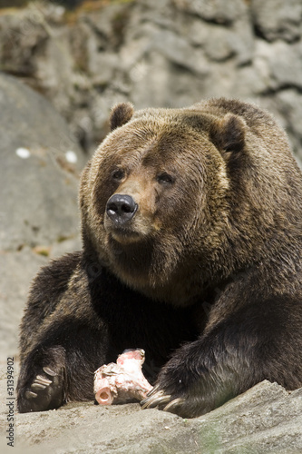 Brown Bear (Ursus arctos)