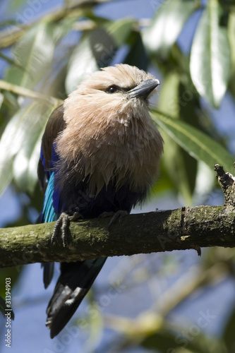 Blue-Bellied Roller (Coracias cyanogaster)