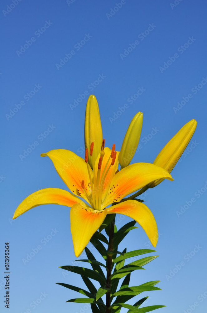 Obraz premium Yellow Lily (Lilium) Flower