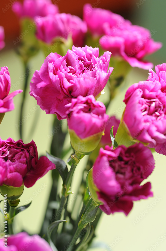 Obraz premium violet flower