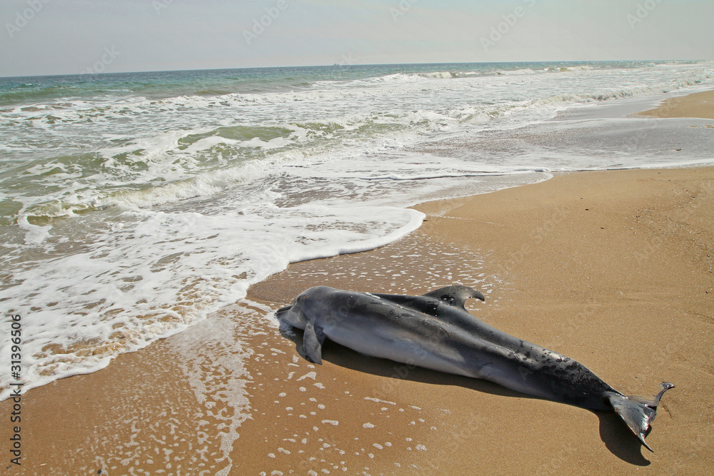Obraz premium Dead dolphin
