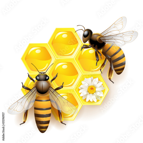 Two bees and honeycombs isolated on white
