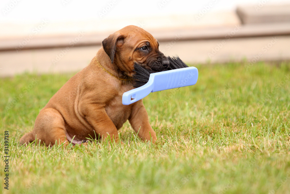 Rhodesian Ridgeback Welpe