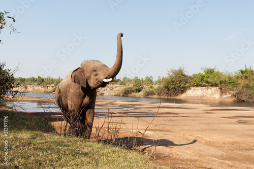 Elefant © Digitalpress