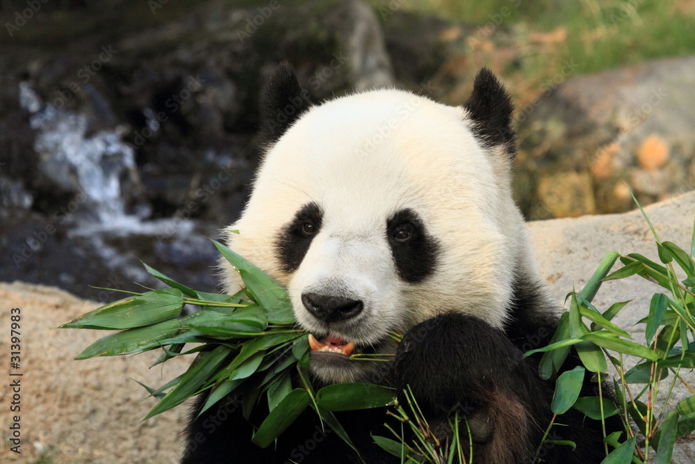 Fototapeta premium giant panda eating bamboo leaves in Hong Kong Ocean Park