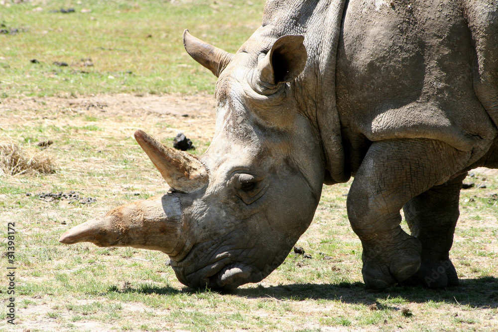 Obraz premium Rhinocéros