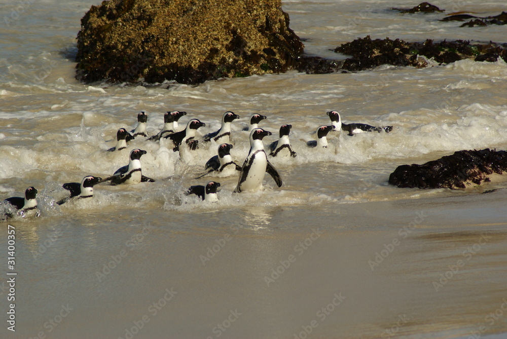 Fototapeta premium PINGUINO AFRICANO