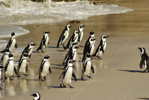 PINGUINO AFRICANO