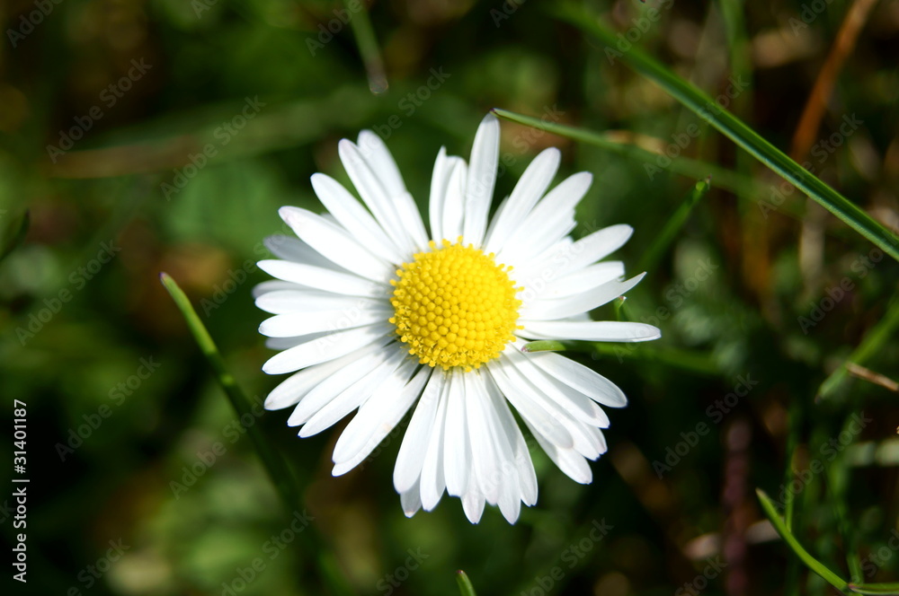 Obraz premium Gänseblümchen