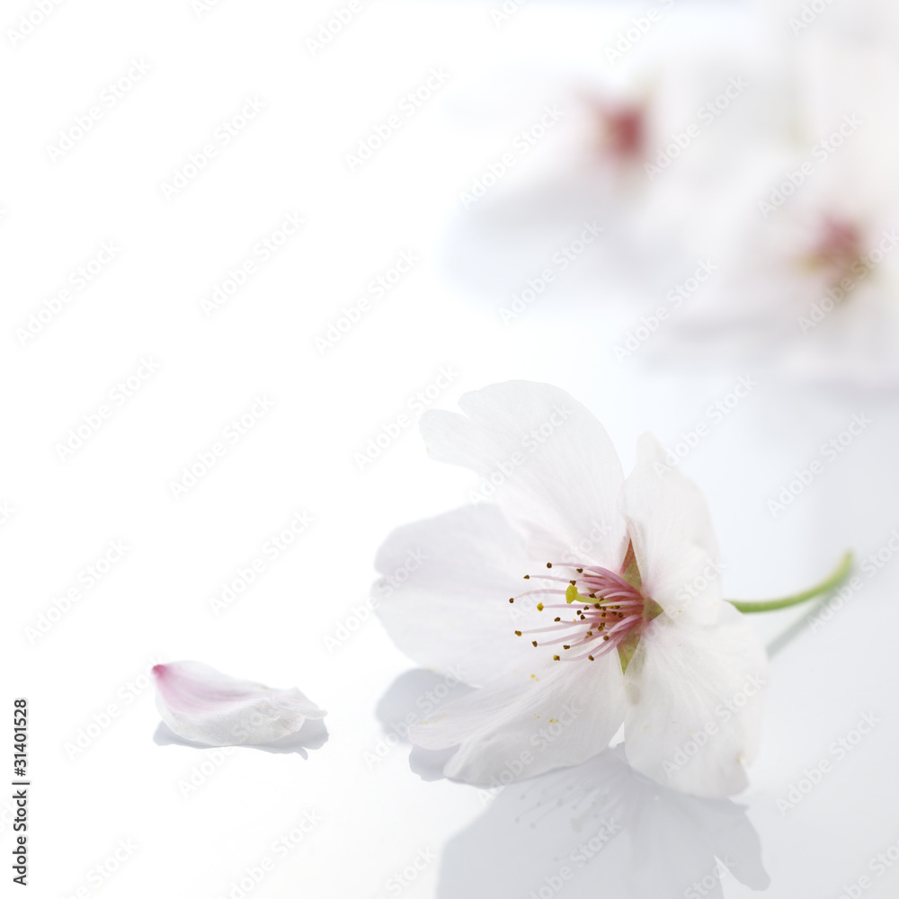 cherry flower cherry flower