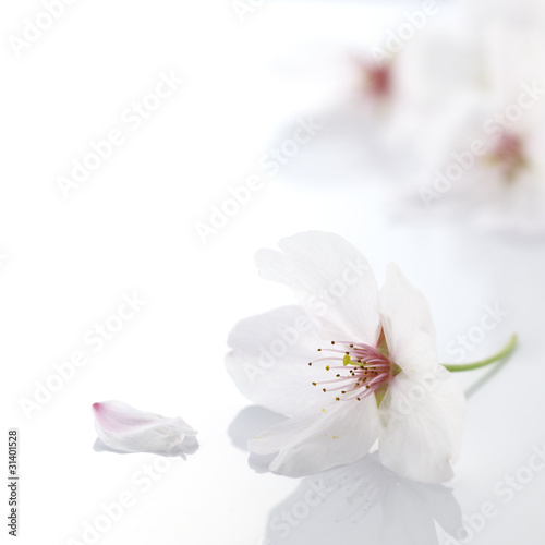 cherry flower