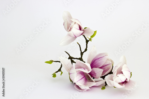 Fototapeta Naklejka Na Ścianę i Meble -  magnolia flower