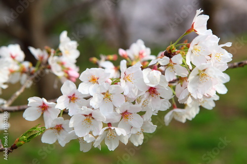 桜