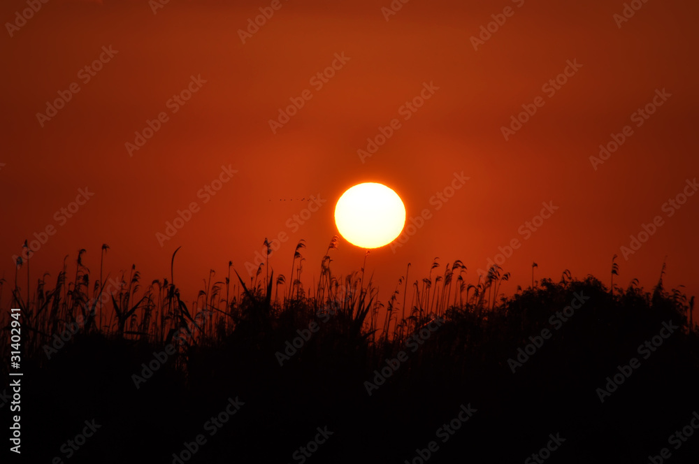 Obraz premium Sunrice in Danube Delta