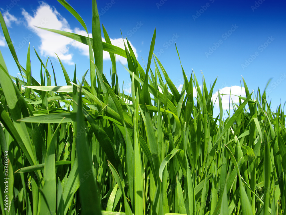 Fototapeta premium green wheat field and cloudy sky