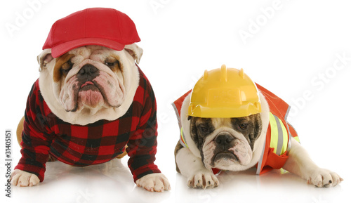 Photography working dogs