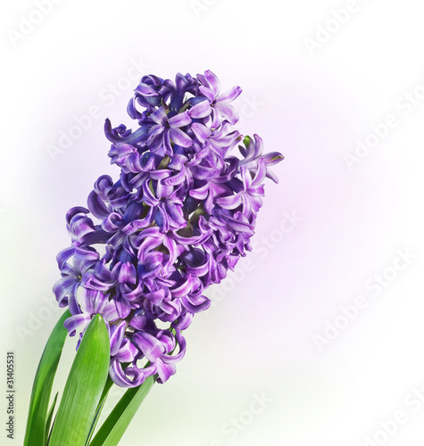 purple hyacinth on a multicolored background photo