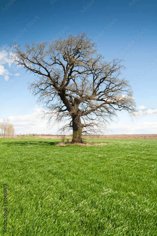 Obraz premium Lonely tree on green meadow
