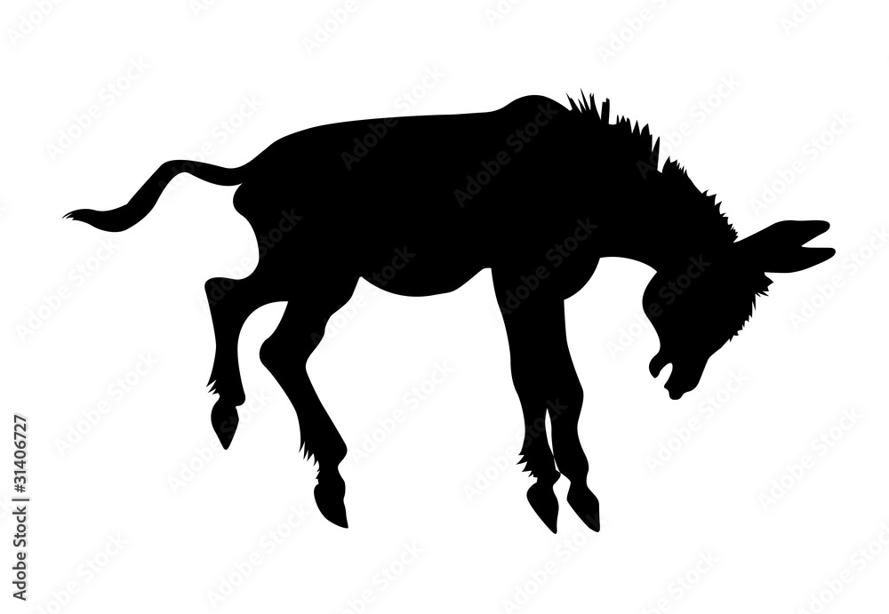 Fototapeta premium silhouette stubborn ass on white background