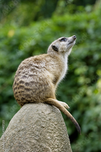 Meerkat photo