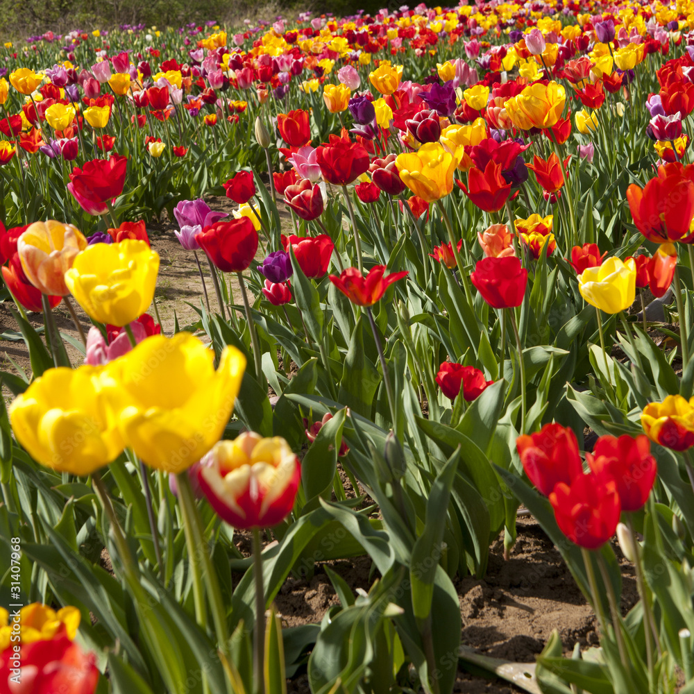 Obraz premium Wiosenne tulipany