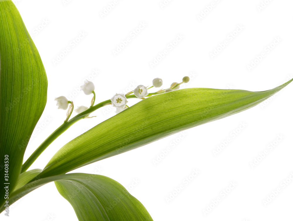 Fototapeta premium muguet
