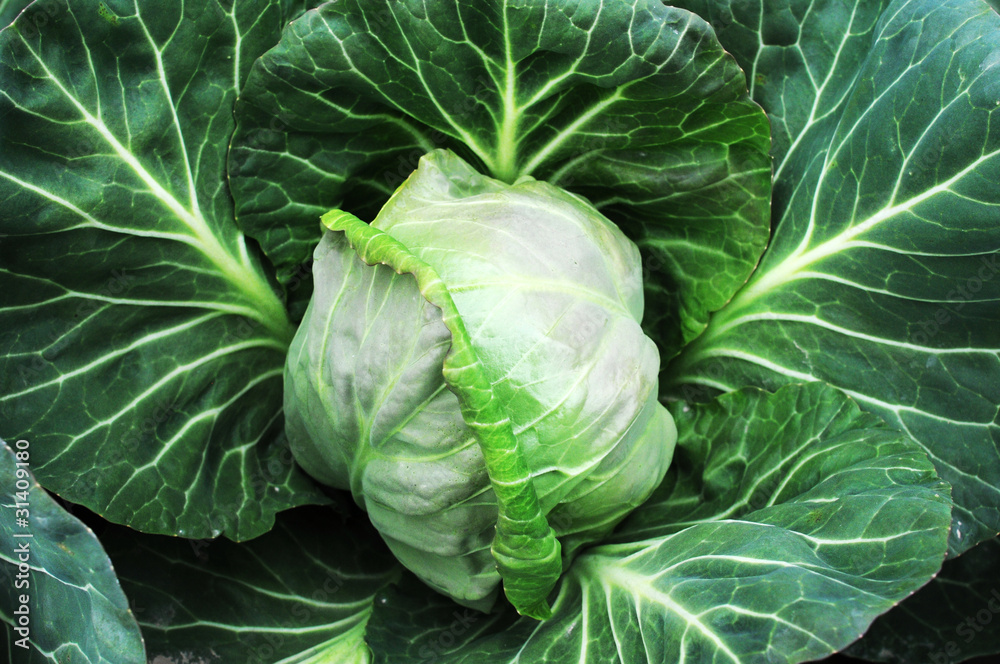 Fototapeta premium Cabbage