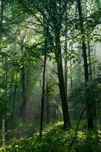 Fototapeta Naklejka Na Ścianę i Meble -  Misty forest in morning