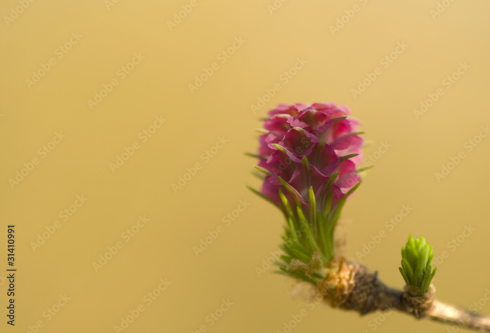 Obraz premium Larix - flower