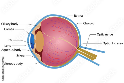 Eye Anatomy