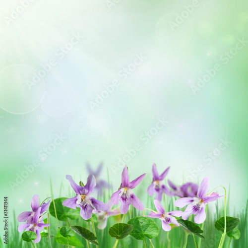 Spring background with violets