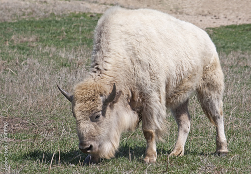 White American Bison photo