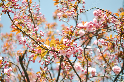 Kirschblüte. Anfang des Frühlings