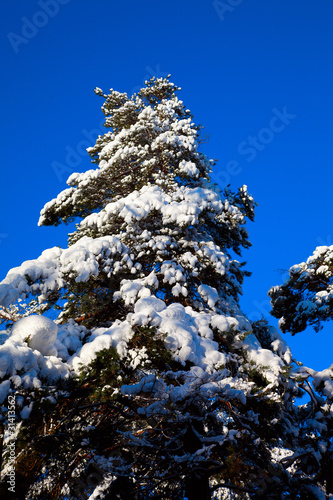 Snowy trees