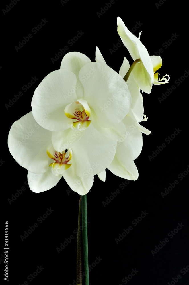 Fototapeta premium White Orchid