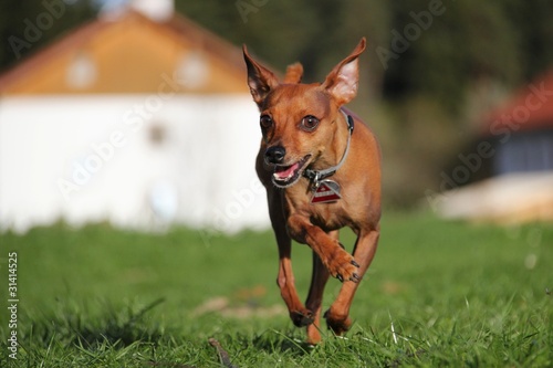 hund zulaufend I